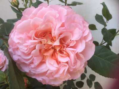 Particolare del cuore color albicocca della rosa Augusta Luise